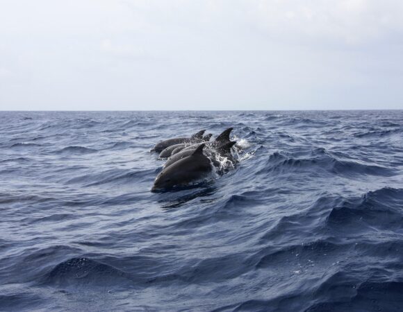 Whale & Dolphin Watching in Tenerife: A Must-Do Activity