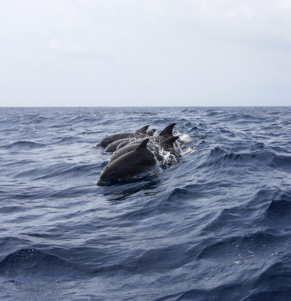 Whale & Dolphin Watching in Tenerife: A Must-Do Activity