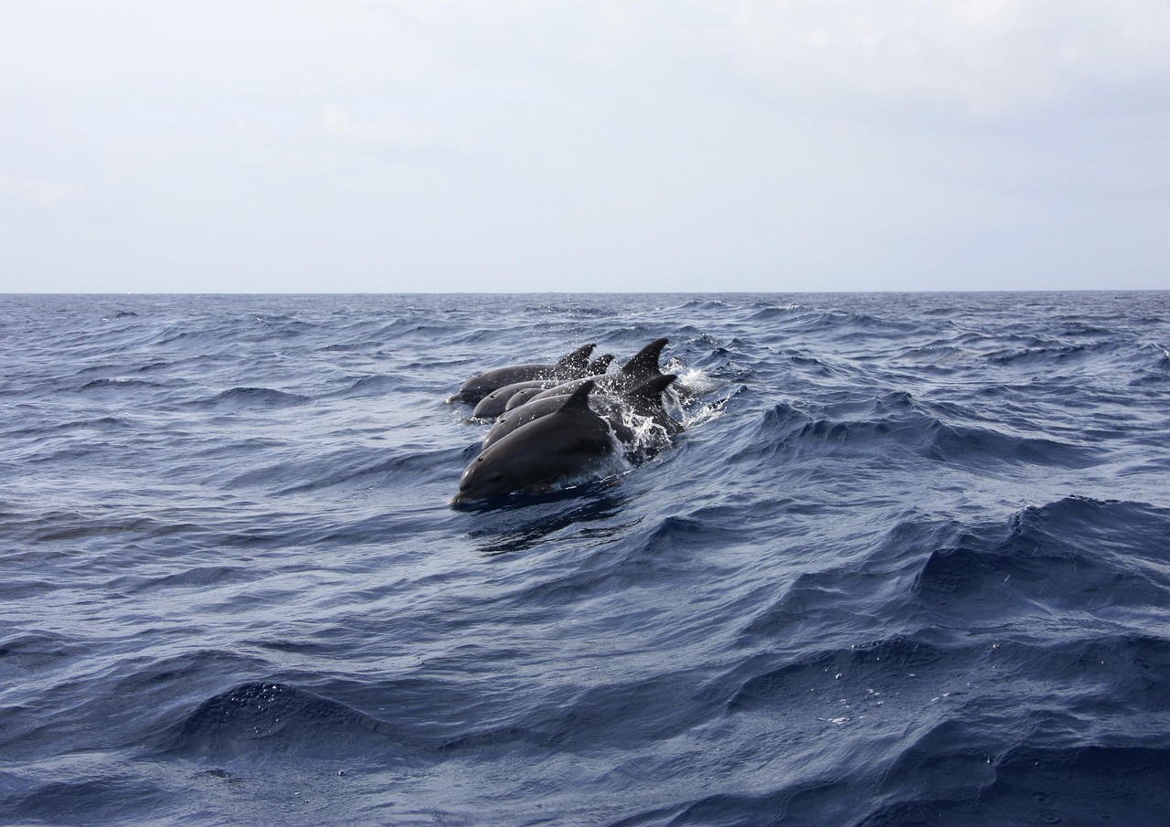 Whale & Dolphin Watching in Tenerife: A Must-Do Activity