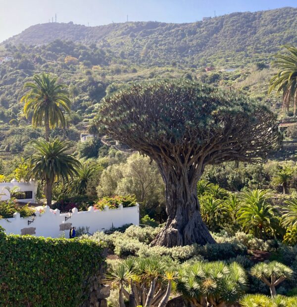 Icod de los Vinos: A Complete Travel Guide to the Town of Dragon Tree
