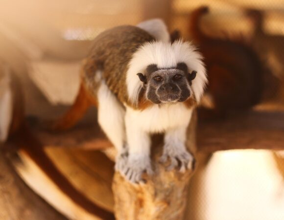 Family Fun in Tenerife: Meet and Feed Animals at Monkey Park