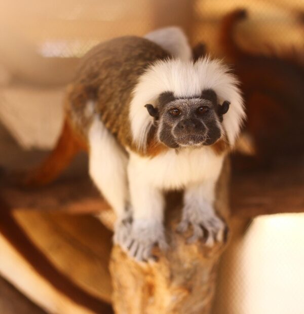 Family Fun in Tenerife: Meet and Feed Animals at Monkey Park