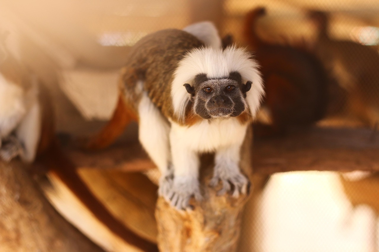 Family Fun in Tenerife: Meet and Feed Animals at Monkey Park