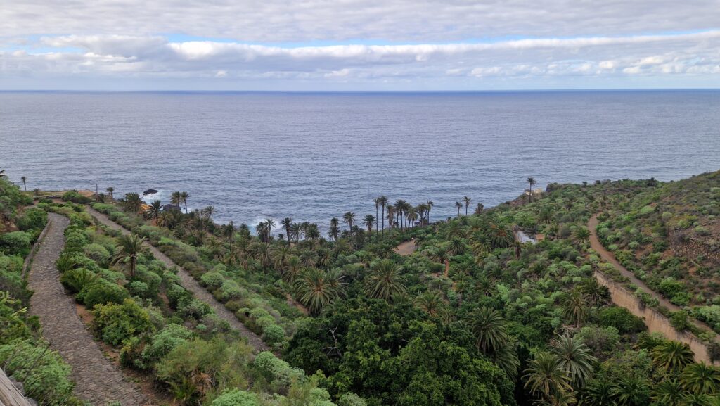 rambla de castro, palm trees