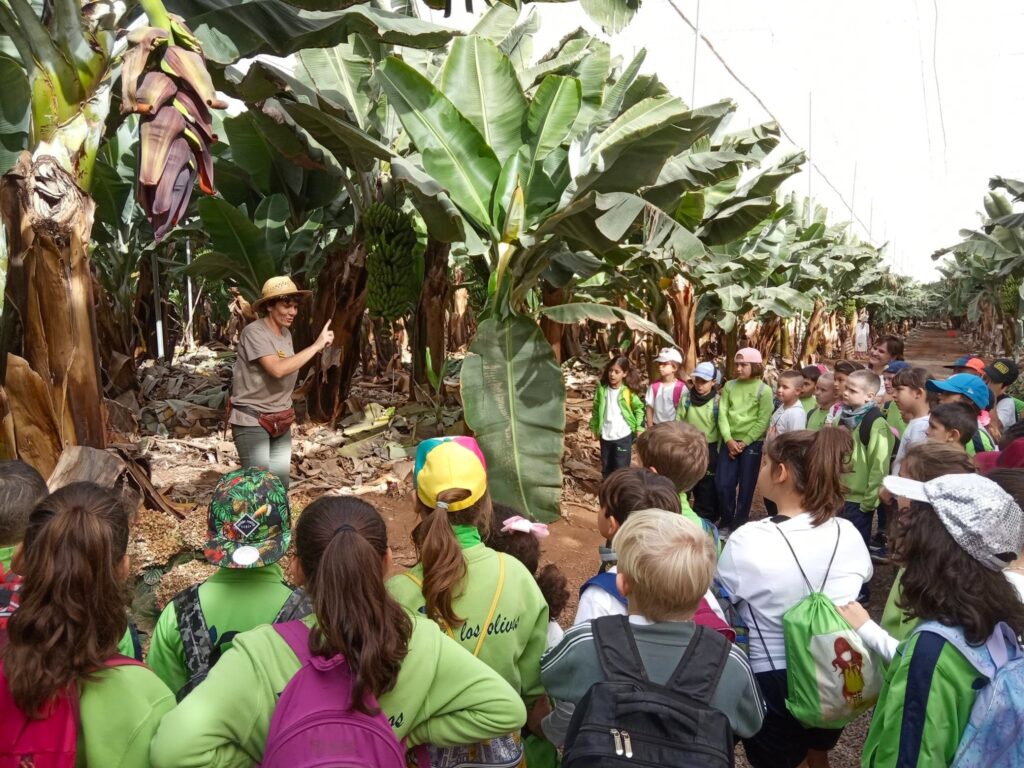 banánová plantáž na tenerife